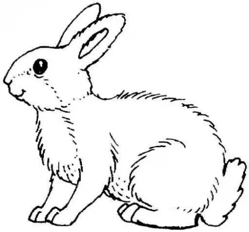 Conejo para Dibujar