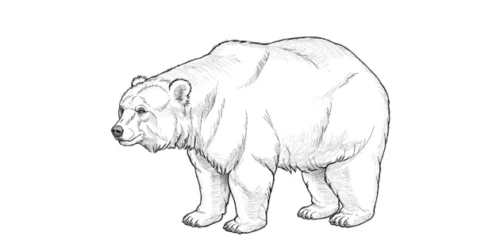 Oso Polar Dibujo